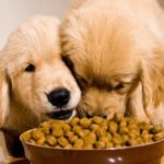 Годування щенят - важливий аспект 1246619