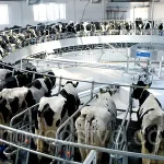 946909813_w600_h600_946909813