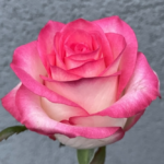 Буфер обміну01