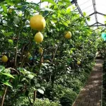 3618932602_w640_h2048_vyrashhivanie_v_teplice_citrusa_limon
