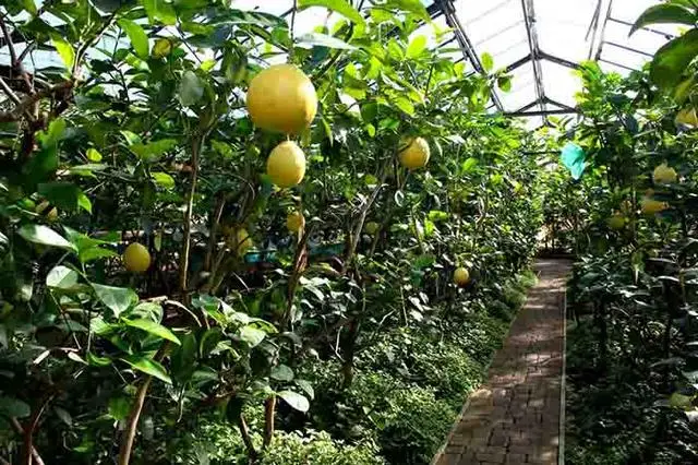 Вирощування екзотичних рослин в теплиці: поради для початківців
