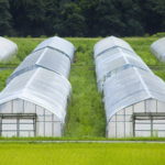 Вплив тепличних плівок на якість та смак овочів та фруктів 970
