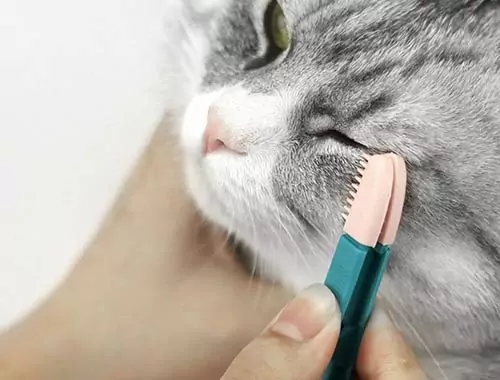 На що звертати увагу у грумінгу котів?