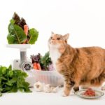 Як обрати здорове харчування для домашніх улюбленців Скриншот 30.01.25_15.34.40